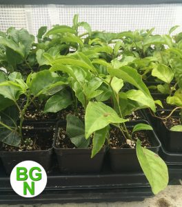 Red Rover Passion fruit Vine