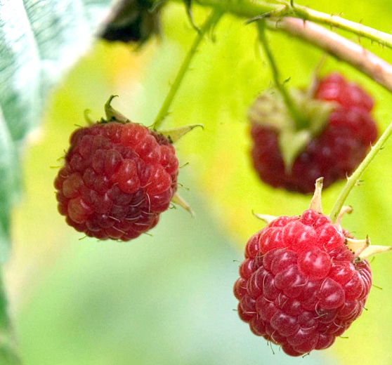 Red Everbearing Raspberry ‘Caroline’ Rubus idaeus ‘Caroline