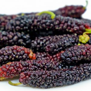 Pakistan Long Mulberry