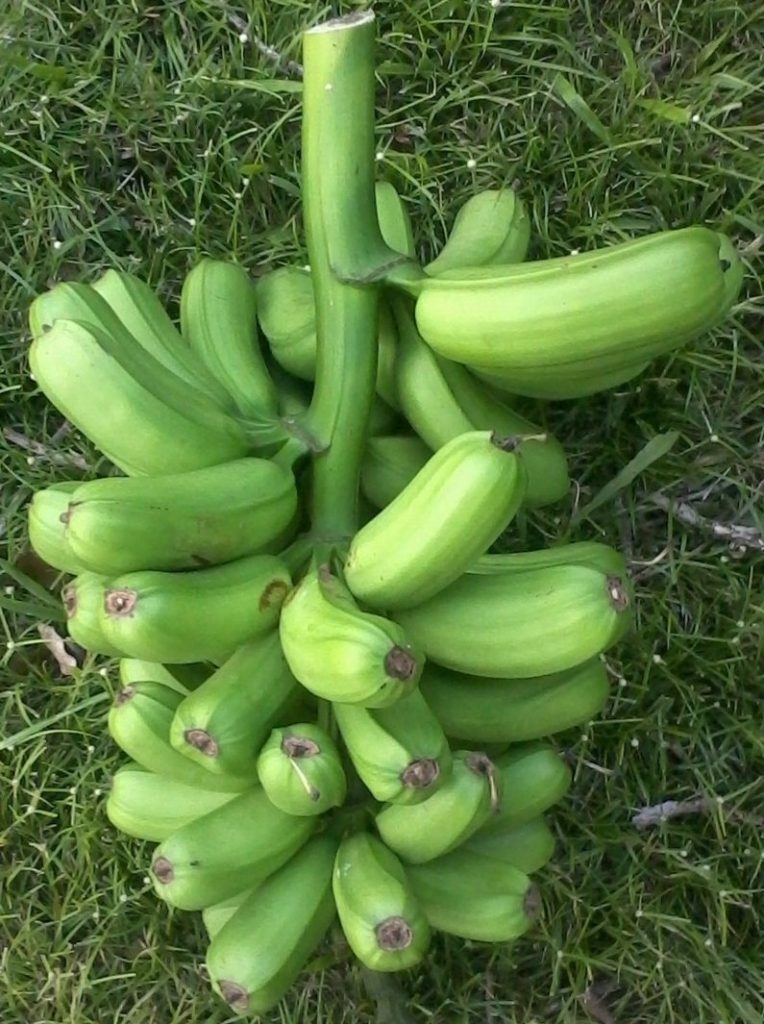 HUA MOA Popo’ulu Chicken Egg Banana Plant Hawaiian Plantain