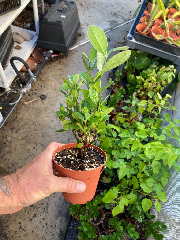 Pineapple Guava Tree Bountiful Garden Nursery