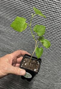 Pakistan Long Mulberry