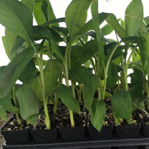 Gros Michel Banana Plant