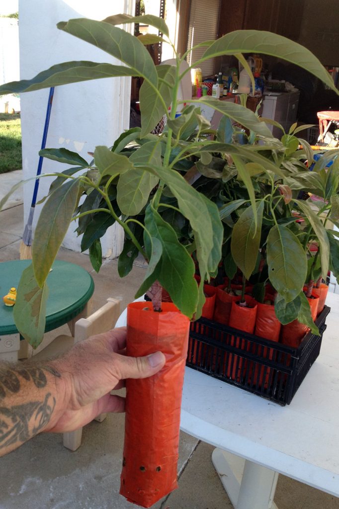 Fuerte Avocado Tree Very Cold Hardy Avocado Grafted Live Avocado Tree Bountiful Garden Nursery