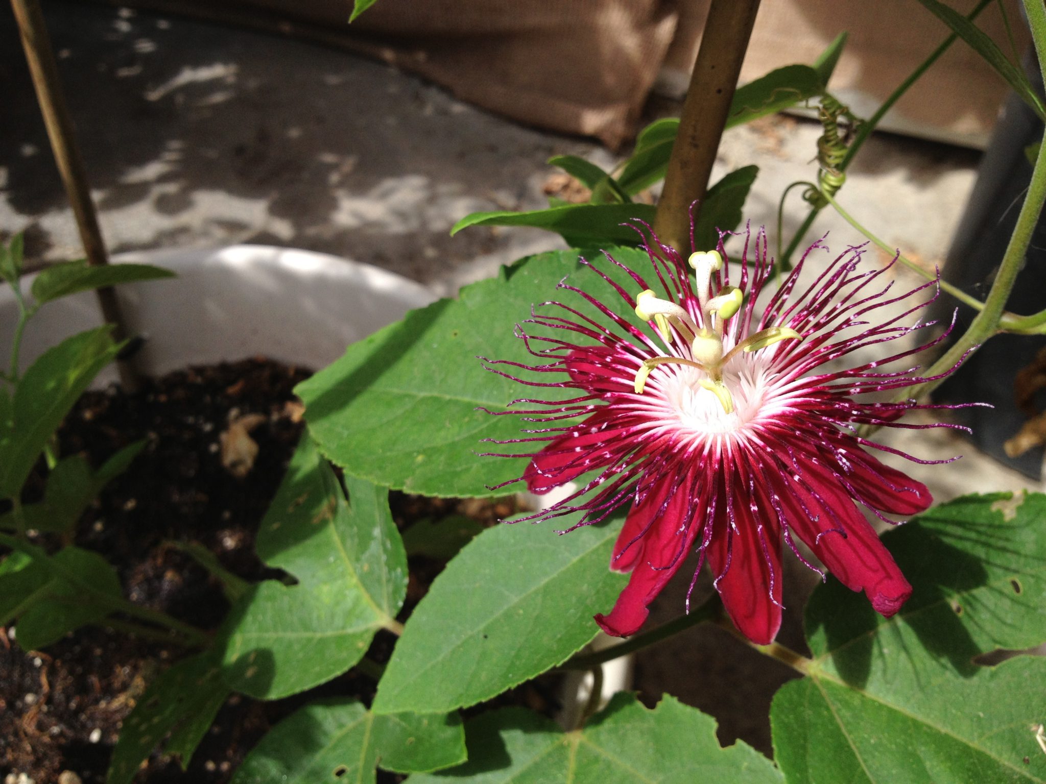 Passiflora Lady Margaret – Ornamental Passion Flower Vine | Bountiful