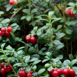 Lingonberry Plant - Vitis-Idaea