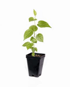 Pakistan Long Mulberry