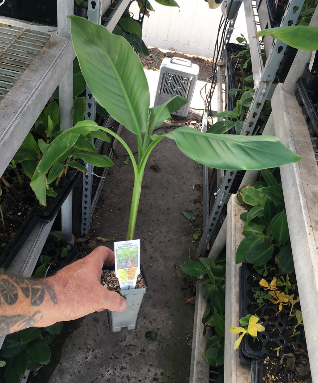 Mekong Giant Banana Plant Musa Itinerans Very Cold Hardy Bountiful Garden Nursery