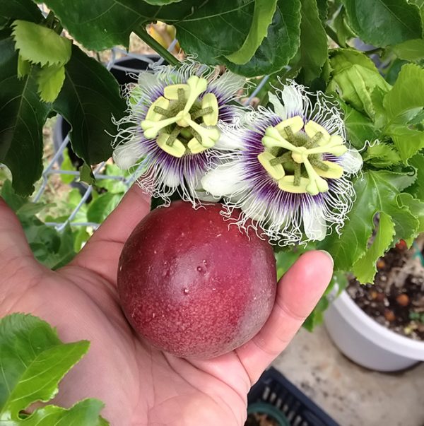 Red Rover Passion Fruit Vine