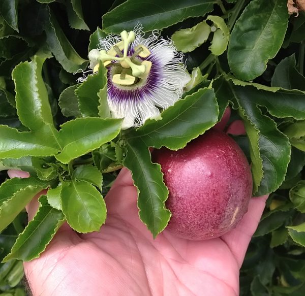 Red Rover Passion Fruit Vine