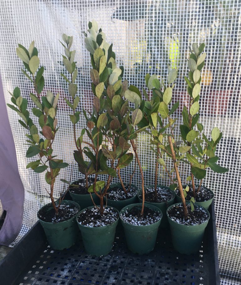 Pineapple Guava Tree Bountiful Garden Nursery