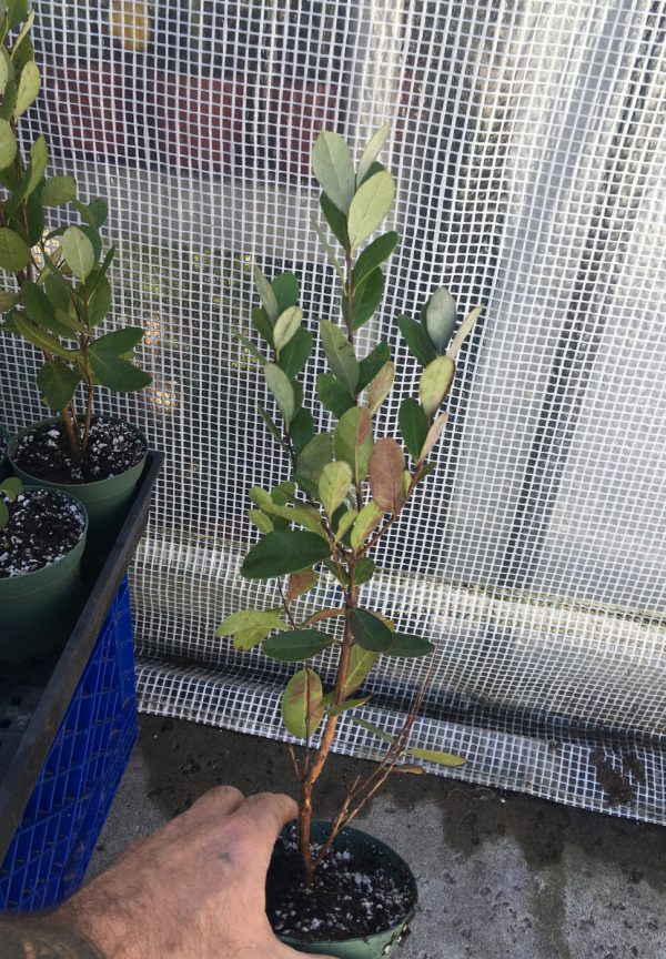 Pineapple Guava Tree Bountiful Garden Nursery