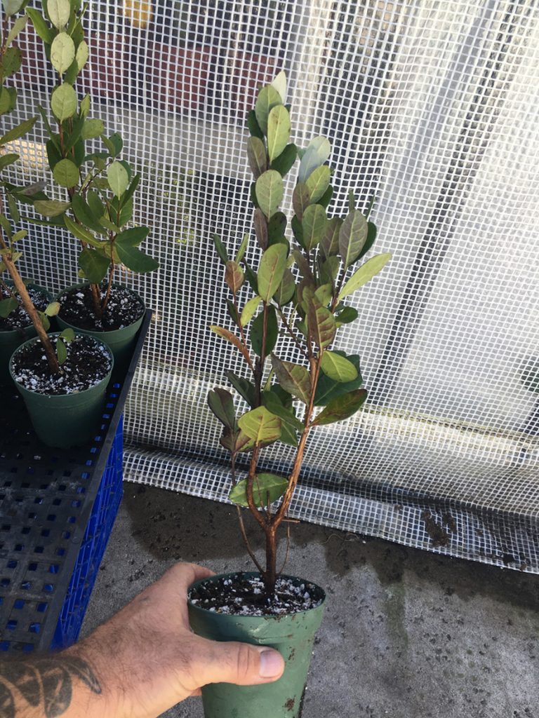Pineapple Guava Tree Bountiful Garden Nursery
