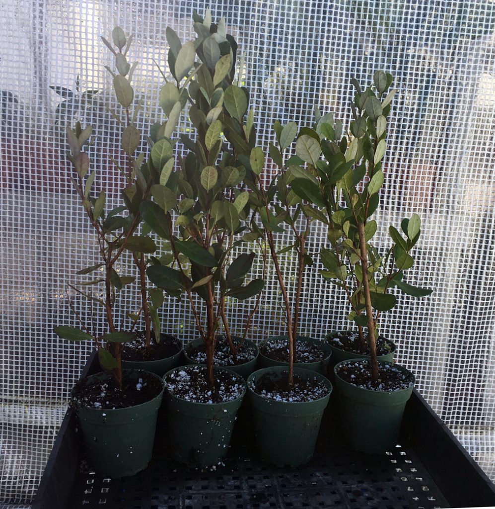 Pineapple Guava Tree Bountiful Garden Nursery