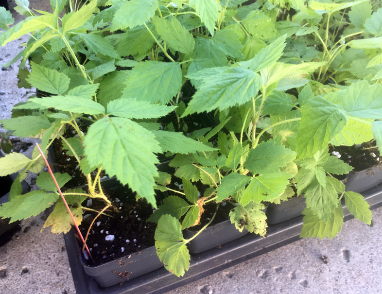 Red Everbearing Raspberry ‘Caroline’ Rubus idaeus ‘Caroline