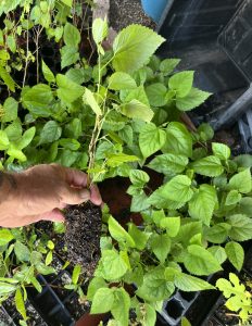 Red Mulberry - Morus Rubra
