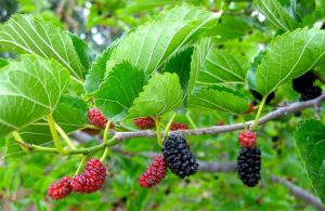 Red Mulberry Tree