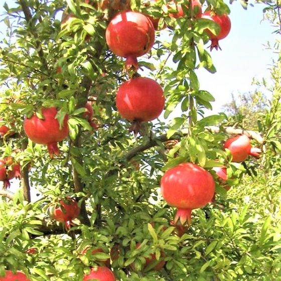 Pomegranate Tree - Punica SweetPomegranate Bush - Punica Sweet