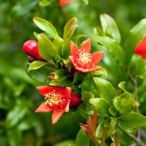 Pomegranate Bush - Punica Sweet