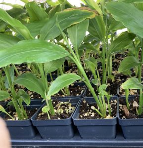 Thai Ginger Galangal