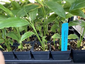 Thai Ginger Galangal