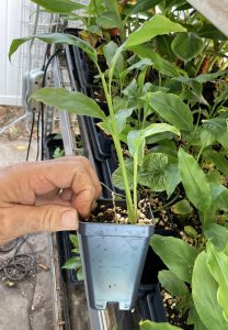 Thai Ginger Galangal
