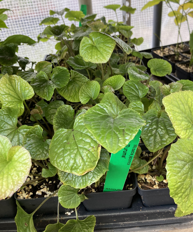 Wasabi Plant Daruma Wasabia Japonica �Daruma