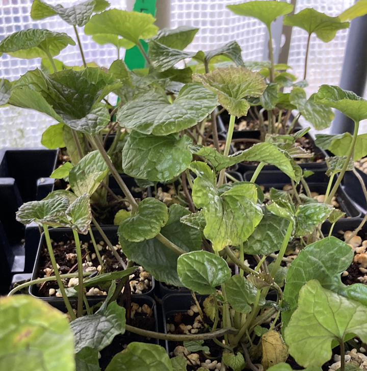 Wasabia Japonica Plants For Sale Your / Thursday, 12th november, 2015