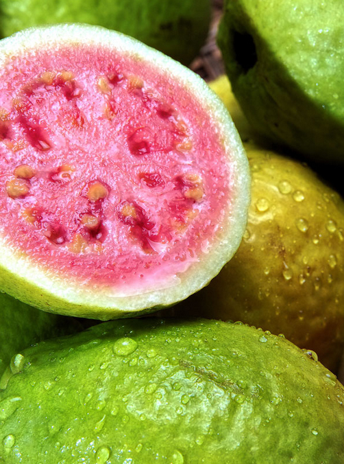 Pink Guava Plant