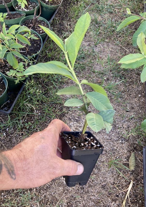 Pink Guava Plant