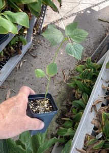 Jamaican Sorrel Hibiscus Sabdariffa