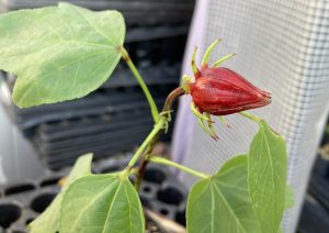 Jamaican Sorrel Hibiscus Sabdariffa