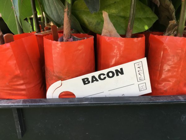 Bacon Avocado