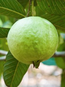 Peruvian White Guava Tree