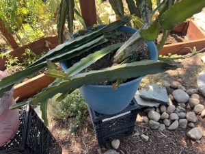 Sugar Dragon Dragon Fruit – S8