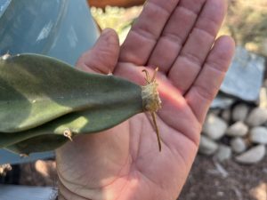 Sugar Dragon Dragon Fruit – S8