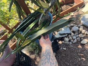 Sugar Dragon Dragon Fruit – S8