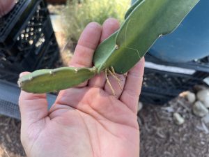 Sugar Dragon Dragon Fruit – S8