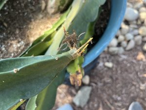 Sugar Dragon Dragon Fruit – S8