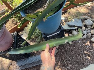 Sugar Dragon Dragon Fruit – S8