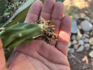 Sugar Dragon Dragon Fruit – S8