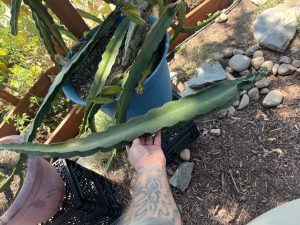 Sugar Dragon Dragon Fruit – S8