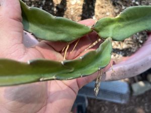 Sugar Dragon Dragon Fruit – S8