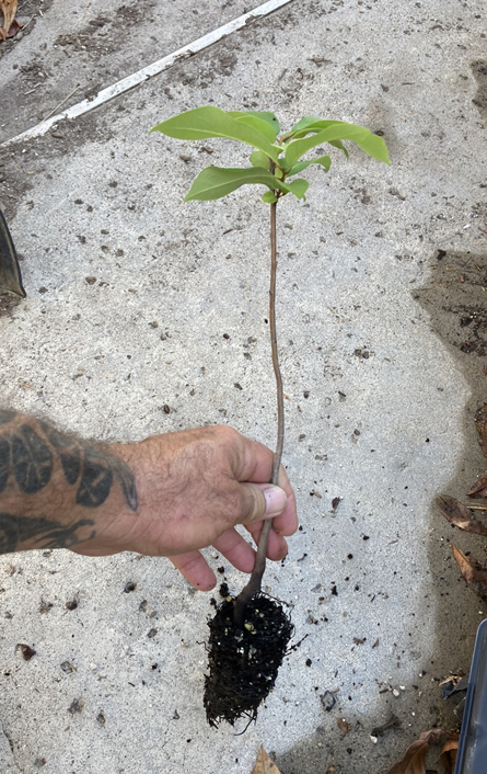 American Persimmon Tree - Diospyros virginiana