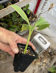 Siam Ruby Banana Plant