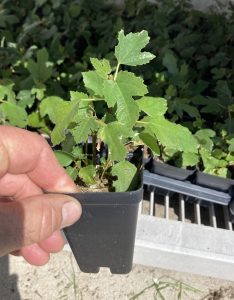 Beer's Black Dwarf Fig Tree