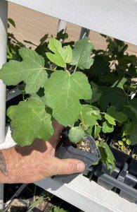 Fignomenal Dwarf Fig