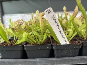 Scarlet Bell Pitcher Plant