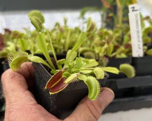 Venus Flytrap