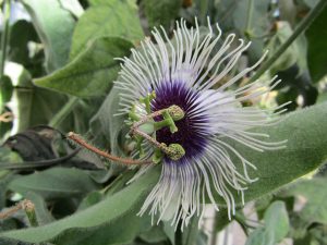 Passiflora "Bounty"